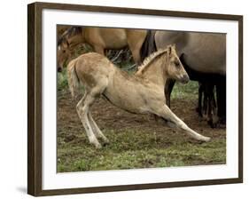 Mustang / Wild Horse Filly Stretching, Montana, USA Pryor Mountains Hma-Carol Walker-Framed Photographic Print