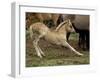 Mustang / Wild Horse Filly Stretching, Montana, USA Pryor Mountains Hma-Carol Walker-Framed Photographic Print