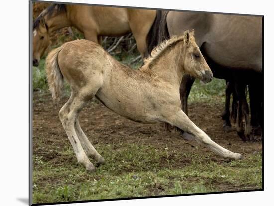 Mustang / Wild Horse Filly Stretching, Montana, USA Pryor Mountains Hma-Carol Walker-Mounted Photographic Print