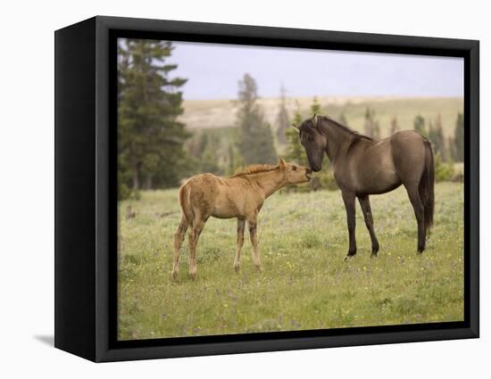 Mustang / Wild Horse Filly Touching Nose of Mare from Another Band, Montana, USA-Carol Walker-Framed Stretched Canvas