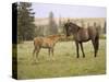 Mustang / Wild Horse Filly Touching Nose of Mare from Another Band, Montana, USA-Carol Walker-Stretched Canvas