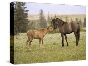 Mustang / Wild Horse Filly Touching Nose of Mare from Another Band, Montana, USA-Carol Walker-Stretched Canvas