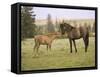 Mustang / Wild Horse Filly Touching Nose of Mare from Another Band, Montana, USA-Carol Walker-Framed Stretched Canvas