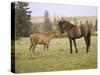 Mustang / Wild Horse Filly Touching Nose of Mare from Another Band, Montana, USA-Carol Walker-Stretched Canvas