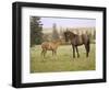 Mustang / Wild Horse Filly Touching Nose of Mare from Another Band, Montana, USA-Carol Walker-Framed Premium Photographic Print