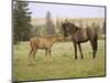 Mustang / Wild Horse Filly Touching Nose of Mare from Another Band, Montana, USA-Carol Walker-Mounted Premium Photographic Print