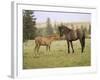 Mustang / Wild Horse Filly Touching Nose of Mare from Another Band, Montana, USA-Carol Walker-Framed Photographic Print