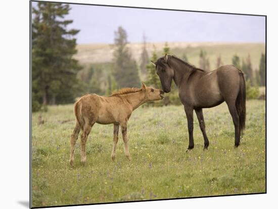 Mustang / Wild Horse Filly Touching Nose of Mare from Another Band, Montana, USA-Carol Walker-Mounted Photographic Print