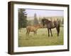 Mustang / Wild Horse Filly Touching Nose of Mare from Another Band, Montana, USA-Carol Walker-Framed Photographic Print