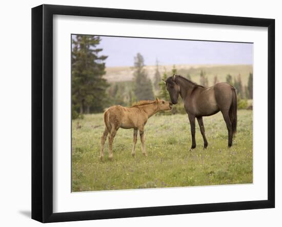 Mustang / Wild Horse Filly Touching Nose of Mare from Another Band, Montana, USA-Carol Walker-Framed Photographic Print