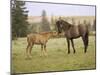 Mustang / Wild Horse Filly Touching Nose of Mare from Another Band, Montana, USA-Carol Walker-Mounted Photographic Print