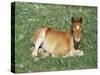 Mustang / Wild Horse Foal, Pryor Mountains, Montana, USA-Lynn M. Stone-Stretched Canvas