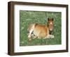 Mustang / Wild Horse Foal, Pryor Mountains, Montana, USA-Lynn M. Stone-Framed Premium Photographic Print