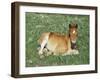 Mustang / Wild Horse Foal, Pryor Mountains, Montana, USA-Lynn M. Stone-Framed Photographic Print