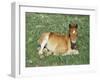 Mustang / Wild Horse Foal, Pryor Mountains, Montana, USA-Lynn M. Stone-Framed Photographic Print