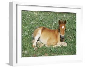 Mustang / Wild Horse Foal, Pryor Mountains, Montana, USA-Lynn M. Stone-Framed Photographic Print