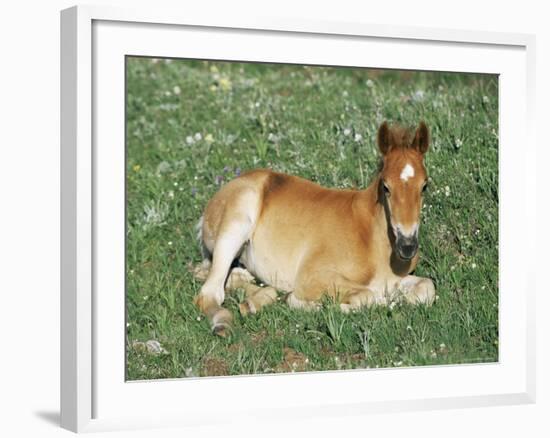 Mustang / Wild Horse Foal, Pryor Mountains, Montana, USA-Lynn M. Stone-Framed Photographic Print