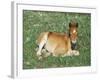 Mustang / Wild Horse Foal, Pryor Mountains, Montana, USA-Lynn M. Stone-Framed Photographic Print