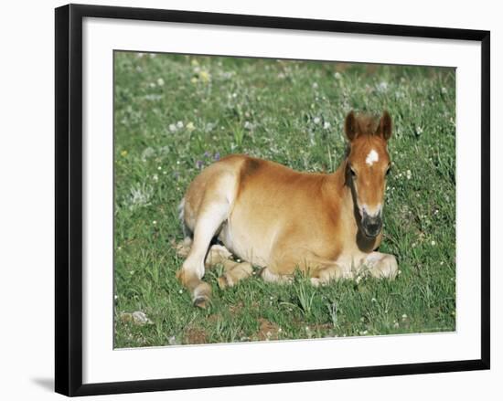 Mustang / Wild Horse Foal, Pryor Mountains, Montana, USA-Lynn M. Stone-Framed Photographic Print