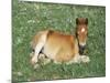 Mustang / Wild Horse Foal, Pryor Mountains, Montana, USA-Lynn M. Stone-Mounted Photographic Print