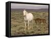 Mustang / Wild Horse, Grey Mare with Colt Foal Stretching, Wyoming, USA Adobe Town Hma-Carol Walker-Framed Stretched Canvas