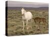 Mustang / Wild Horse, Grey Mare with Colt Foal Stretching, Wyoming, USA Adobe Town Hma-Carol Walker-Stretched Canvas