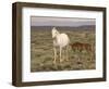 Mustang / Wild Horse, Grey Mare with Colt Foal Stretching, Wyoming, USA Adobe Town Hma-Carol Walker-Framed Premium Photographic Print