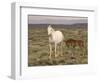 Mustang / Wild Horse, Grey Mare with Colt Foal Stretching, Wyoming, USA Adobe Town Hma-Carol Walker-Framed Premium Photographic Print