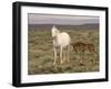 Mustang / Wild Horse, Grey Mare with Colt Foal Stretching, Wyoming, USA Adobe Town Hma-Carol Walker-Framed Photographic Print