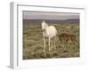 Mustang / Wild Horse, Grey Mare with Colt Foal Stretching, Wyoming, USA Adobe Town Hma-Carol Walker-Framed Photographic Print