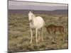 Mustang / Wild Horse, Grey Mare with Colt Foal Stretching, Wyoming, USA Adobe Town Hma-Carol Walker-Mounted Photographic Print