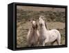 Mustang / Wild Horse, Grey Stallion and Filly, Wyoming, USA Adobe Town Hma-Carol Walker-Framed Stretched Canvas