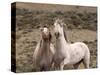 Mustang / Wild Horse, Grey Stallion and Filly, Wyoming, USA Adobe Town Hma-Carol Walker-Stretched Canvas