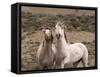 Mustang / Wild Horse, Grey Stallion and Filly, Wyoming, USA Adobe Town Hma-Carol Walker-Framed Stretched Canvas