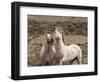 Mustang / Wild Horse, Grey Stallion and Filly, Wyoming, USA Adobe Town Hma-Carol Walker-Framed Premium Photographic Print