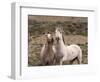 Mustang / Wild Horse, Grey Stallion and Filly, Wyoming, USA Adobe Town Hma-Carol Walker-Framed Premium Photographic Print