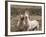 Mustang / Wild Horse, Grey Stallion and Filly, Wyoming, USA Adobe Town Hma-Carol Walker-Framed Photographic Print