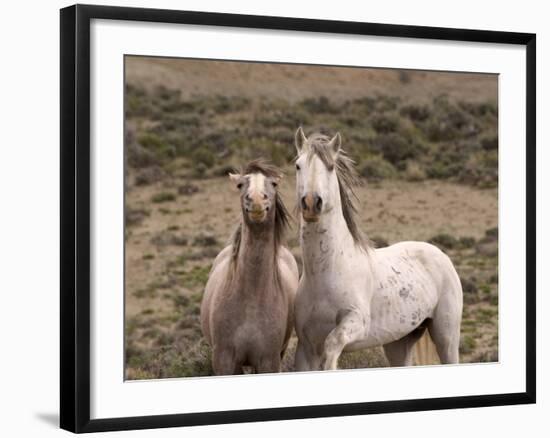 Mustang / Wild Horse, Grey Stallion and Filly, Wyoming, USA Adobe Town Hma-Carol Walker-Framed Photographic Print