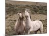 Mustang / Wild Horse, Grey Stallion and Filly, Wyoming, USA Adobe Town Hma-Carol Walker-Mounted Photographic Print