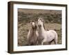 Mustang / Wild Horse, Grey Stallion and Filly, Wyoming, USA Adobe Town Hma-Carol Walker-Framed Photographic Print