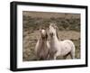 Mustang / Wild Horse, Grey Stallion and Filly, Wyoming, USA Adobe Town Hma-Carol Walker-Framed Photographic Print