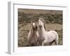 Mustang / Wild Horse, Grey Stallion and Filly, Wyoming, USA Adobe Town Hma-Carol Walker-Framed Photographic Print