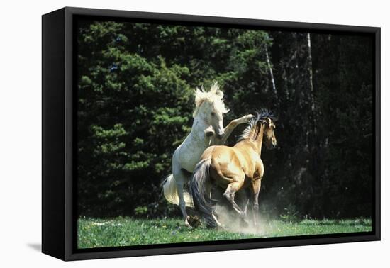 Mustang Wild Horse Herd Stallions Meet Along-null-Framed Stretched Canvas