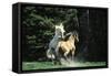 Mustang Wild Horse Herd Stallions Meet Along-null-Framed Stretched Canvas