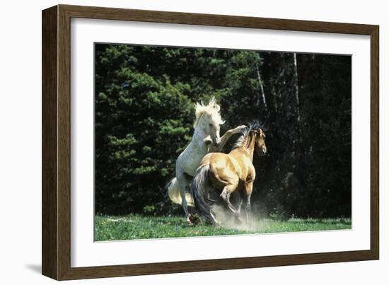 Mustang Wild Horse Herd Stallions Meet Along-null-Framed Photographic Print