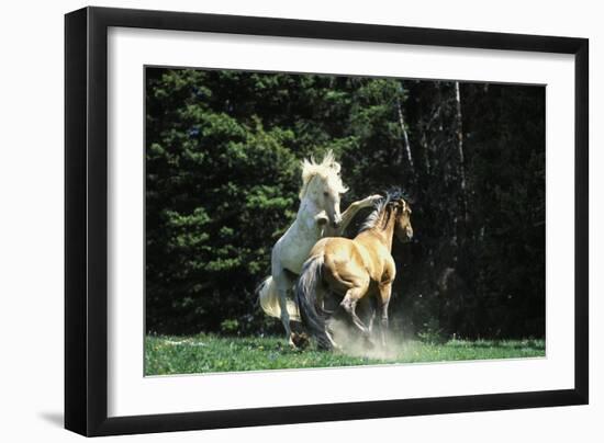 Mustang Wild Horse Herd Stallions Meet Along-null-Framed Photographic Print