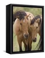 Mustang / Wild Horse Mare and Stallion Bothered by Flies in Summer, Montana, USA Pryor-Carol Walker-Framed Stretched Canvas