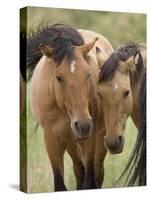 Mustang / Wild Horse Mare and Stallion Bothered by Flies in Summer, Montana, USA Pryor-Carol Walker-Stretched Canvas