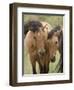 Mustang / Wild Horse Mare and Stallion Bothered by Flies in Summer, Montana, USA Pryor-Carol Walker-Framed Premium Photographic Print