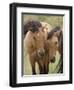 Mustang / Wild Horse Mare and Stallion Bothered by Flies in Summer, Montana, USA Pryor-Carol Walker-Framed Premium Photographic Print